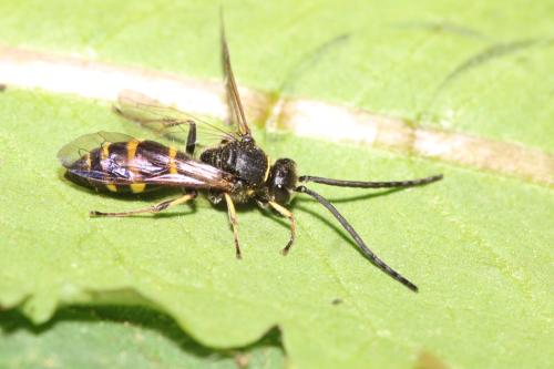 Réf. 301 106 : Argogorytes mystaceus